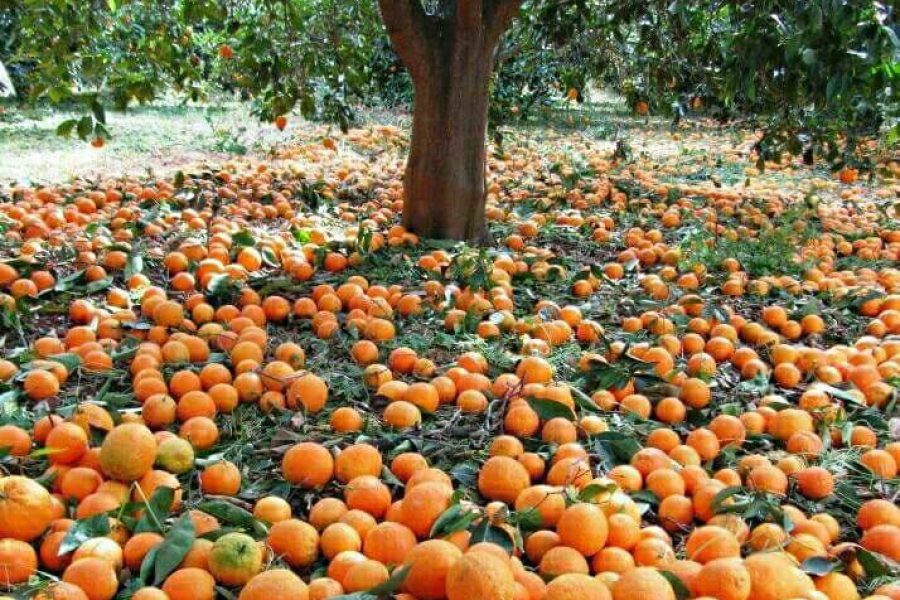 ΓΙΟΡΤΗ ΠΟΡΤΟΚΑΛΙΟΥ ΣΤΟ ΦΟΔΕΛΕ! Τ.Α.€12